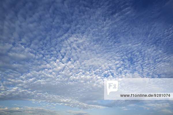 Schäfchenwolken oder Cumuluswolken  Deutschland