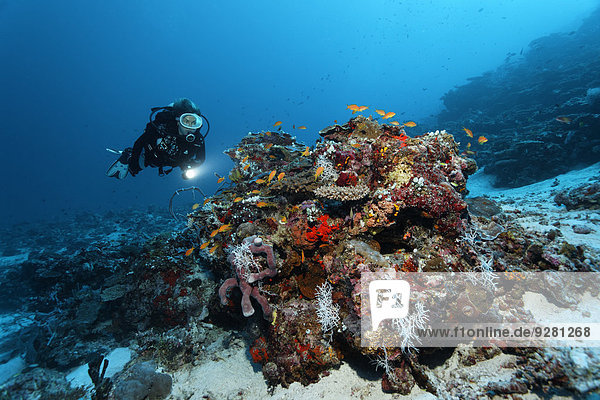 Taucher betrachtet Korallenblock mit verschiedenen Korallen und Schwämmen  Schwarm Fahnenbarsche (Anthiinae)  Indischer Ozean  Bolifushi  Süd-Male-Atoll  Malediven