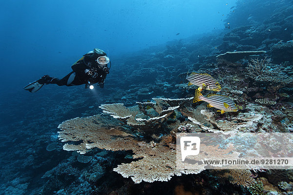 Divers looking at table coral (Acropora hyacinthus) with two Indian Ocean oriental sweetlipss (Plectorhinchus vittatus) at drop-off  Indian Ocean  Bolifushi  South Malé Atoll  Maldives