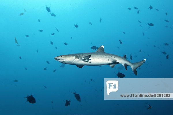 Whitetip reef shark (Triaenodon obesus)  Embudu channel  Indian Ocean  Tilla  South Male Atoll  Maldives