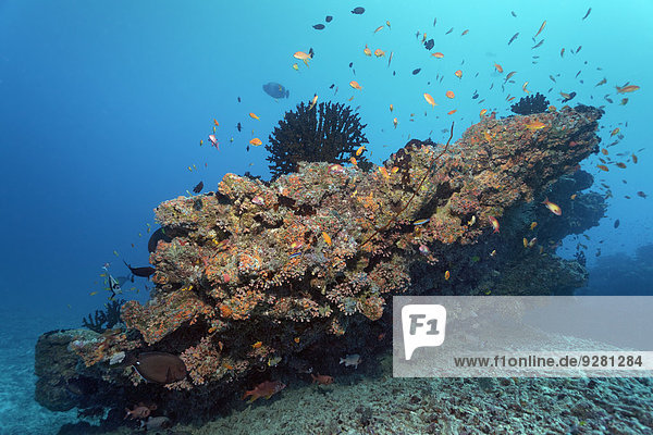 Kleines Korallenriff mit Grüner Zäpfchenkoralle (Tubastrea micranthus)  und oranger Kelchkoralle (Dendrophyllia gracilis)  Steinkorallen  Embudu Kanal  Indischer Ozean  Tilla  Süd-Male-Atoll  Malediven