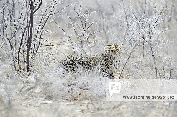 Leopard (Panthera pardus)  Weibchen  Etosha-Nationalpark  Namibia