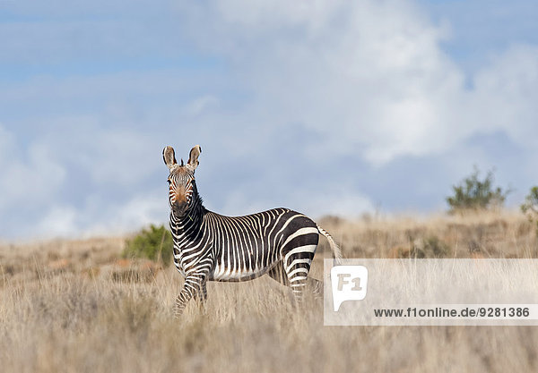 Kap-Bergzebra (Equus zebra zebra)  Männchen im Gras  Südafrika