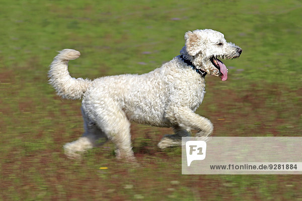 Labradoodle adult Rüde auf Wiese rennend Deutschland