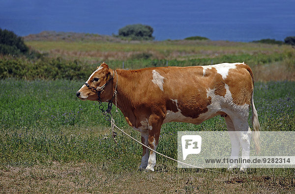 Kuh  an einem Strick festgebunden  Tigaki  Kos  Griechenland