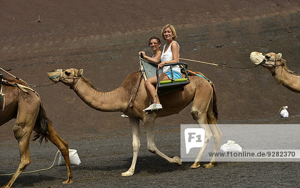 Touristen reiten auf Dromedaren,  Kamelen,  Nationalpark Montanas del Fuego de Timanfaya,  Feuerberge,  Lanzarote,  Kanarische Inseln,  Spanien