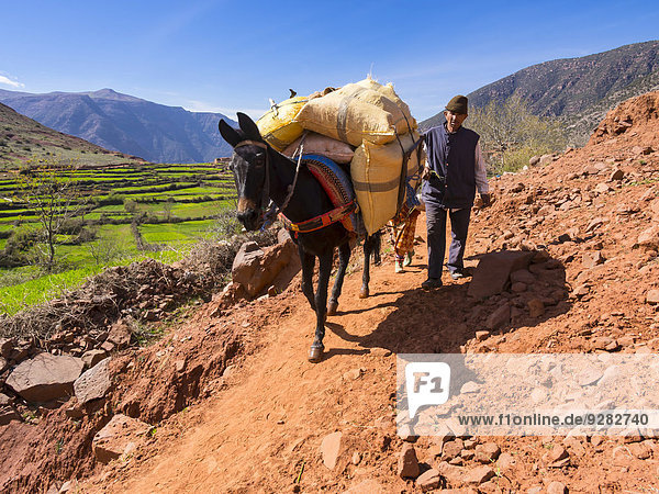 Mann mit Packpferd mit schwerer Last auf einem Bergpfad im Atlas-Gebirge  hinten das Lehmdorf Anammer  Ourika-Tal  Marrakech-Tensift-Al Haouz  Marokko