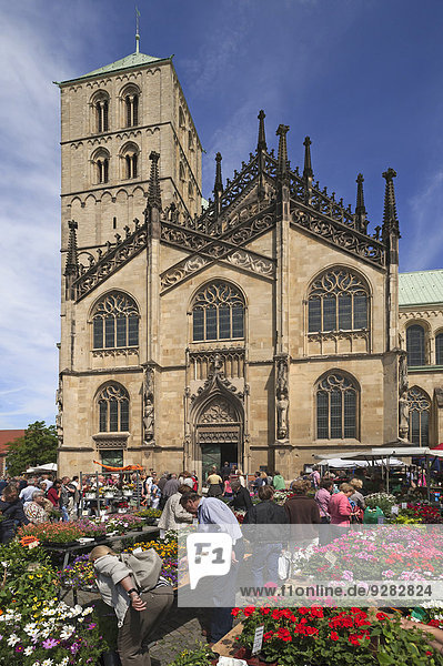 Markttag auf dem Domplatz  hinten der Dom Sankt Paulus  14. Jhd.  Münster  Münsterland  Nordrhein-Westfalen  Deutschland