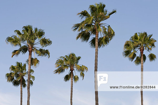 Five palm trees  Los Angeles  California  USA