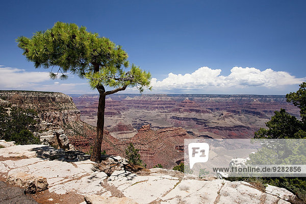 Ausblick von der South Rim des Grand Canyon  Arizona  Amerika  USA