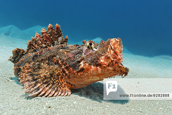 Bärtiger Drachenkopf (Scorpaenopsis barbata)  Makadi Bay  Rotes Meer  Hurghada  Ägypten