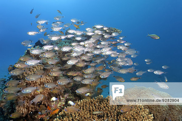 Fischschwarm über Ägypten Hurghada Rotes Meer Riff