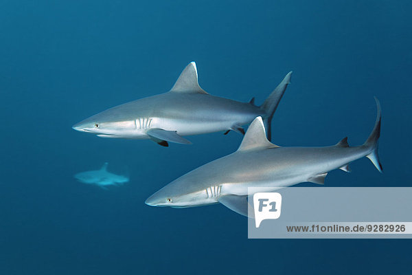 Three Grey Reef Sharks (Carcharhinus amblyrhynchos)  Embudu Channel  Indian Ocean  Tilla or Tila  South Malé Atoll  Maldives