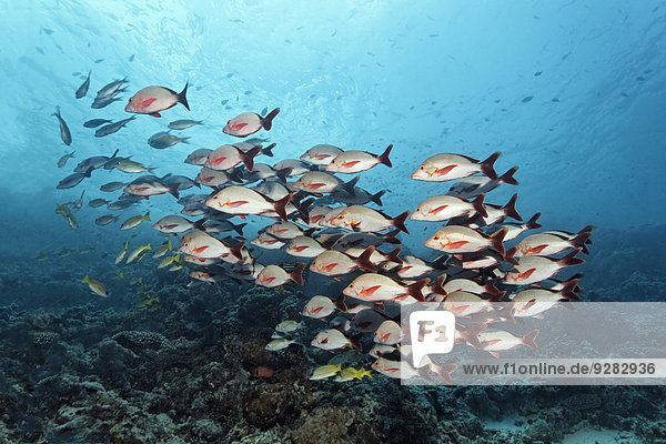Fischschwarm über rot Malediven Indischer Ozean Indik Riff