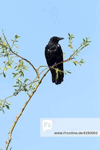 Black Crow  Carrion Crow (Corvus corone) perched on a tree branch against a blue sky  Upper Bavaria  Bavaria  Germany