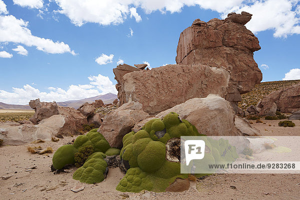 Yareta or llareta (Azorella compacta) on the Altiplano  Potosi District  Bolivia  South America