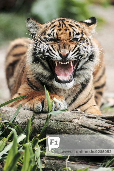 Sumatra-Tiger (Panthera tigris sumatrae)  Jungtier fauchend  Vorkommen auf Sumatra  captive  Deutschland