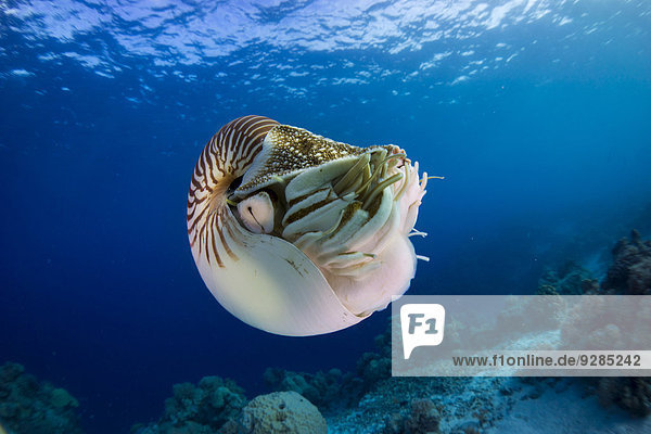 Nautilus oder Perlboot (Nautilus belauensis)  Palau
