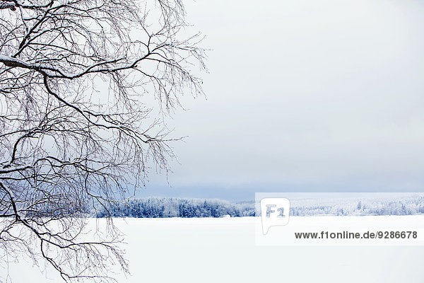 Winter landscape