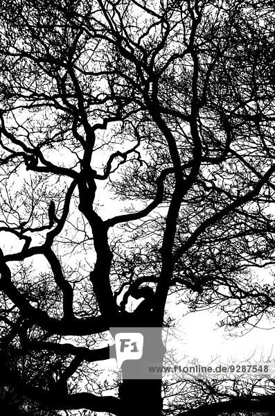Baum Silhouette