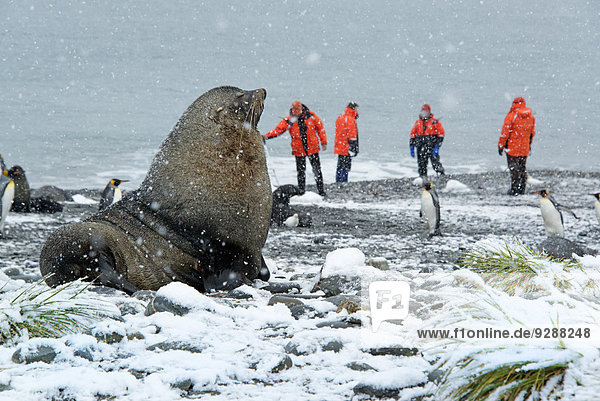 Reisende in leuchtend orangefarbenen Wasserdichten  die eine Gruppe Königspinguine und eine große Robbe im Vordergrund beobachten.