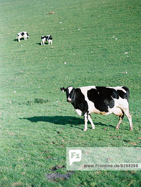 Drei Kühe auf einem Feld  eine mit erhobenem Kopf  die sich umschaut.