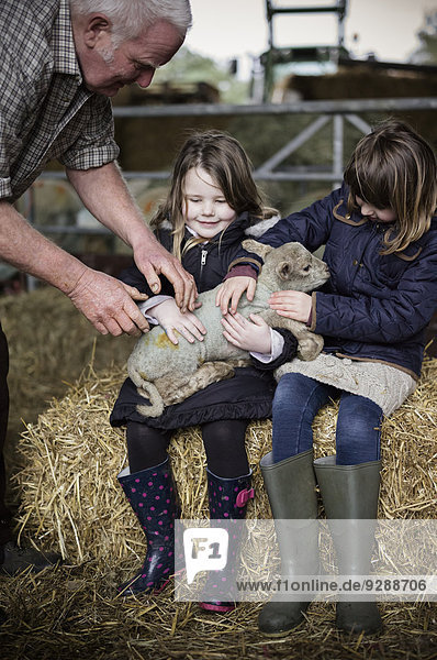 Children and new-born lambs in a lambing shed.