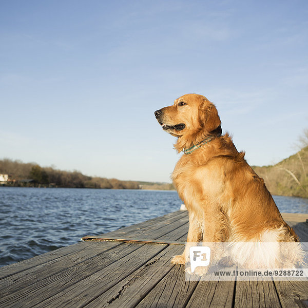 Ein Golden Retriever Hund sitzt auf einem Steg am Wasser.