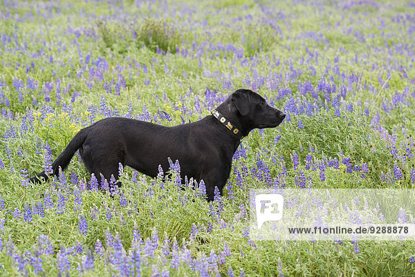 Ein schwarzer Labradorhund steht auf einer Wildblumenwiese.