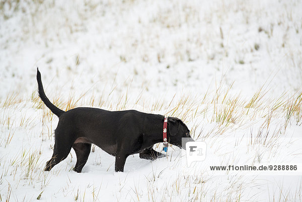 Ein schwarzer Labradorhund im Schnee.