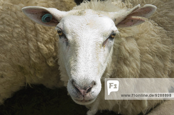 Schafe in einem Pferch auf einem Bauernhof.