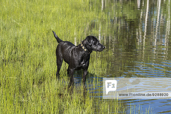 Ein schwarzer Labradorhund am Rande eines stehenden Gewässers.