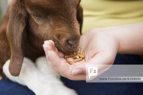 A girl feeding a baby goat by hand.
