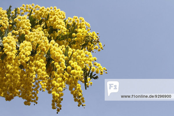 mimosen insgesamt 350 Bilder, Seite 2 bei Bildagentur