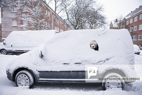 Portugiesischer Wasserhund beim Blick aus dem schneebedeckten Auto