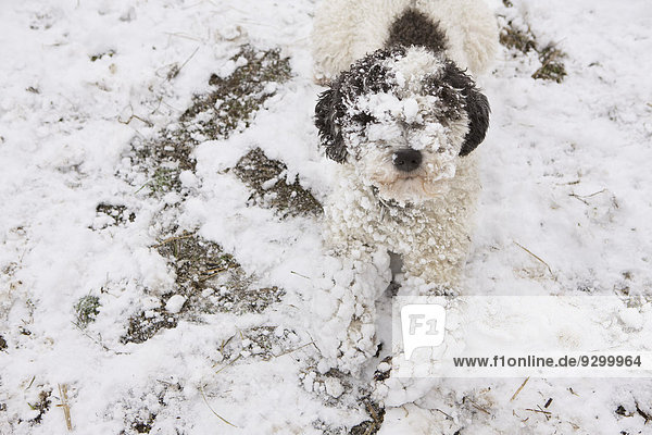 Portugiesischer Wasserhund mit Schnee bedeckt
