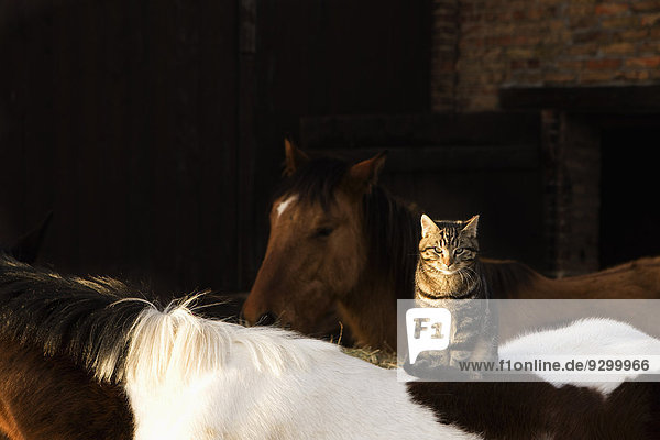 Tabby Katze auf Pferd sitzend