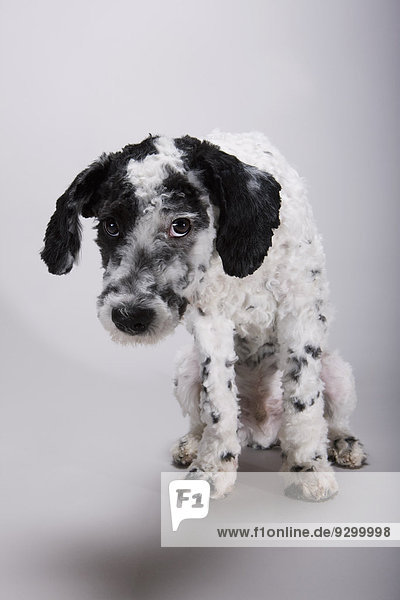 Ein schwarz-weißer portugiesischer Wasserhund mit einem schamhaft aufgehängten Kopf.