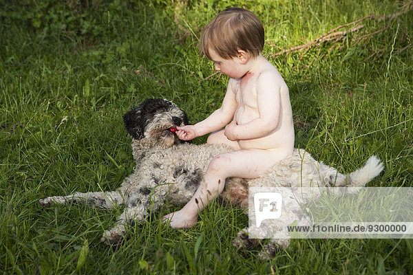 Ein junges Mädchen sitzt auf einem portugiesischen Wasserhund und füttert ihn mit einem Snack.