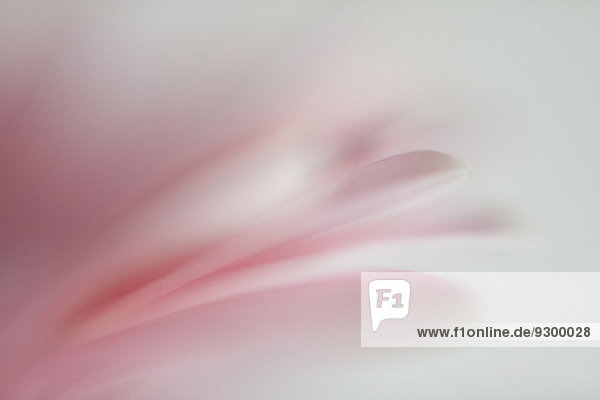 Makroaufnahme einer rosa Blume vor weißem Hintergrund