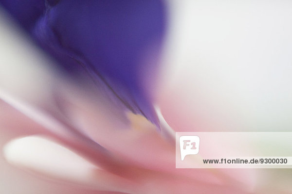 Makroaufnahme einer violetten Blume auf weißem Hintergrund