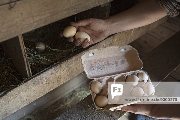 Abgeschnittenes Bild eines Mannes  der auf einer Geflügelfarm Eier sammelt.