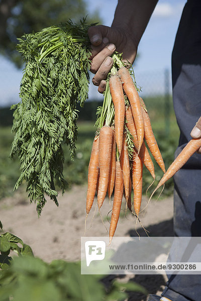 Mittelteil des reifen Mannes,  der frisch geerntete Karotten im Gemüsegarten hält.