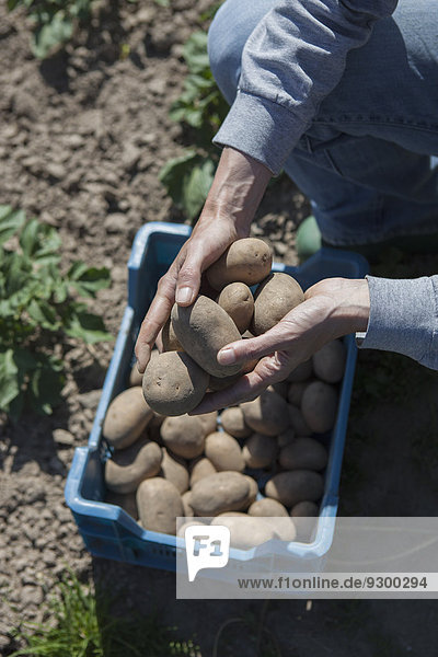 Hochwinkelansicht der Frau mit geernteten Kartoffeln im Gemeinschaftsgarten