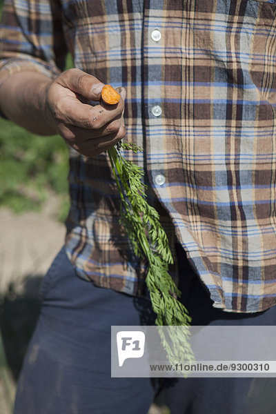 Mittelteil des reifen Mannes  der die geerntete Karotte im Gemüsegarten hält.