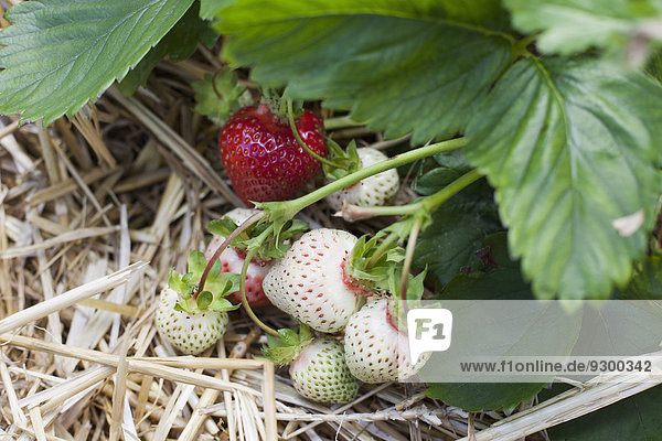 Reife und unreife Erdbeeren auf der Pflanze
