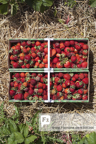 Frisch geerntete Erdbeeren im Feld