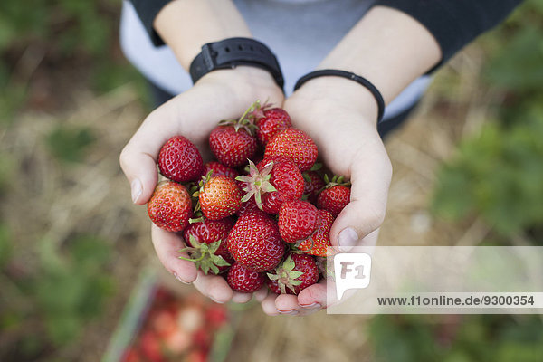 Nahaufnahme der Hände mit frisch gepflückten Erdbeeren auf dem Feld