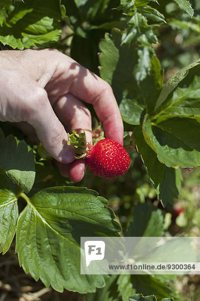 Nahaufnahme der Hände beim Pflücken reifer Erdbeeren im Feld