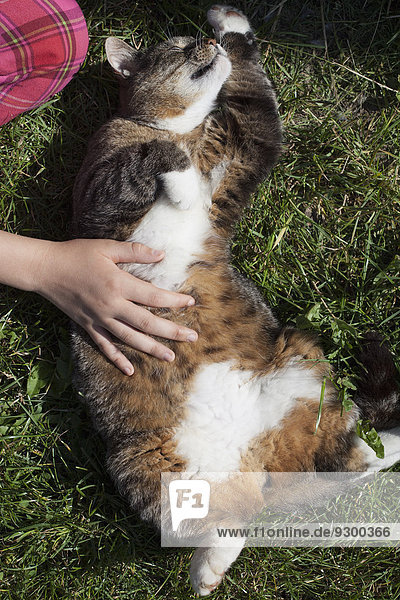 Hand kitzelnde Katze auf dem Bauch im Park
